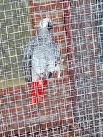 Grijze roodstaart, Dieren en Toebehoren, Vogels | Parkieten en Papegaaien, Meerdere dieren, Papegaai