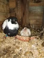 Duiven, Sexe inconnu, Autres espèces