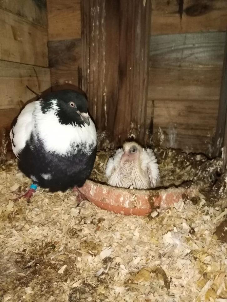 Duiven, Animaux & Accessoires, Oiseaux | Pigeons, Autres espèces, Sexe inconnu