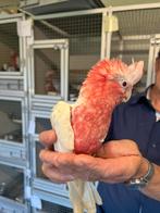 Kaketoe Rose Lutino, Dieren en Toebehoren, Vrouwelijk