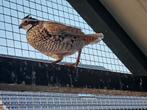 Mexicaanse boomkwartel, Dieren en Toebehoren, Vogels | Overige Vogels