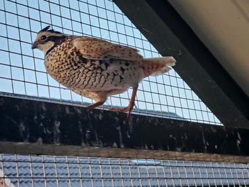 Mexicaanse boomkwartel beschikbaar voor biedingen