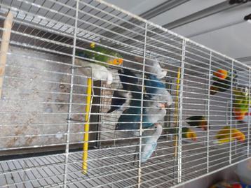 Dwergpapegaaien beschikbaar voor biedingen