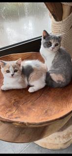 Brits korthaar kittens, Dieren en Toebehoren, Poes, Gechipt, 0 tot 2 jaar