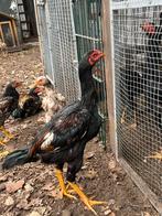 3 moooe Jonge gezonde shamo hanen te koop, Dieren en Toebehoren, Ophalen