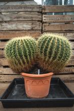 Cactus Echinocactus grusonii - Schoonmoedersstoel (tweeling), Maison & Meubles, Plantes d'intérieur, Cactus, En pot, Plante verte