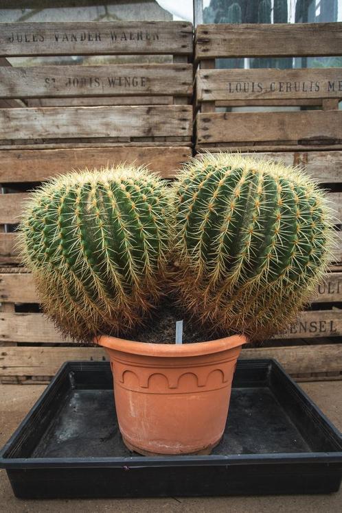 Cactus Echinocactus grusonii - Schoonmoedersstoel (tweeling), Huis en Inrichting, Kamerplanten, Cactus, Minder dan 100 cm, Groene kamerplant