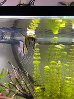 Redback maanvissen, Vis, Zoetwatervis, Schoolvis