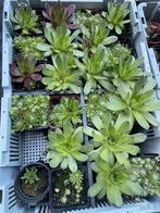 Vetplanten, Tuin en Terras, Planten | Tuinplanten, Ophalen