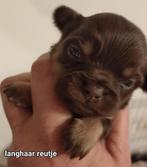 Prachtige lang en kortharige chihuahua  pups ., Dieren en Toebehoren, België, Fokker | Hobbymatig, CDV (hondenziekte), 8 tot 15 weken