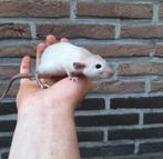 Jonge siamees dumbo ratjes beschikbaar, handtam, Dieren en Toebehoren, Knaagdieren, Rat