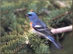 Koppel lazulivinken, Wildzangvogel, Geringd