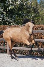 Mooie PRE Hengst, Dieren en Toebehoren, Paarden, Hengst