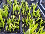 trachycarpus fortunei-palmboomjes winterhard +/-20 stukspot, Ophalen, Vaste plant, Overige soorten