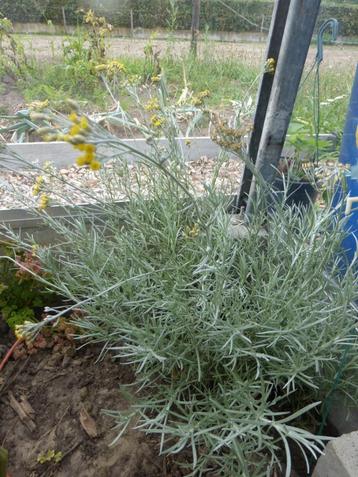 CURRYPLANT beschikbaar voor biedingen