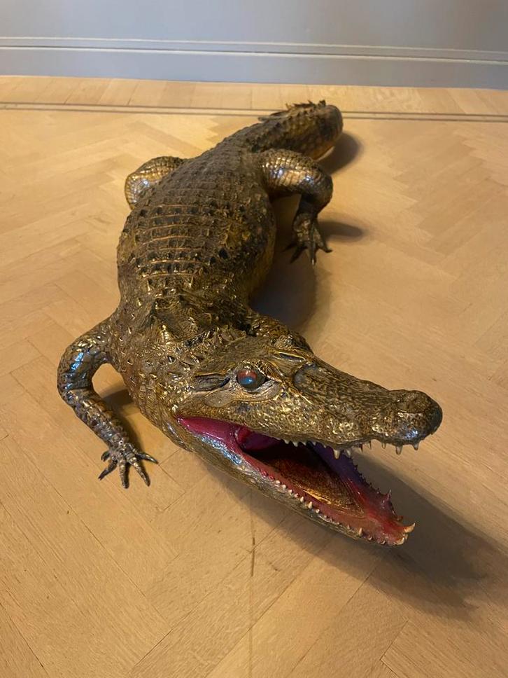 grote opgezette krokodil, Antiek en Kunst, Curiosa en Brocante, Ophalen