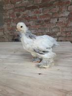 Brahma colombia/colombia blauw, Plusieurs animaux, Poule ou poulet