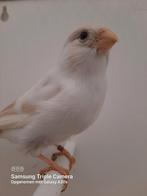 Satinet goudvink poppen + splitten, Dieren en Toebehoren, Vogels | Overige Vogels