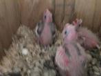 Valkparkieten om de hand op te steken, Dieren en Toebehoren, Vogels | Parkieten en Papegaaien, Meerdere dieren, Parkiet, Geringd