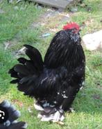 GEZOCHT: zwartwitgeparelde ukkelse baardkriel haan, Dieren en Toebehoren, Meerdere dieren, Kip