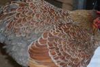 Goud blauwgezoomde Wyandotte gezocht, Dieren en Toebehoren, Pluimvee, Meerdere dieren, Kip