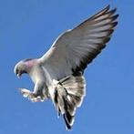 Achat de tous types de pigeons takla, Animaux & Accessoires, Oiseaux | Pigeons