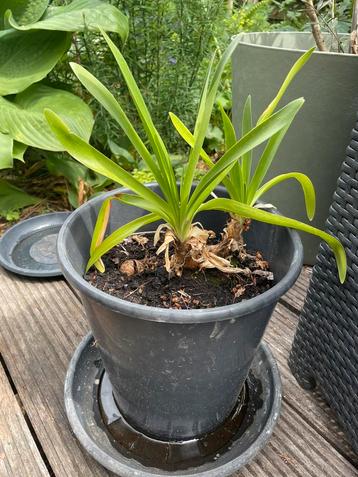 Blauwe Agapanthus, Tuin en Terras, Planten | Tuinplanten, Volle zon, Vaste plant, Zomer, Ophalen