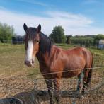 Brave 9- jarige merrie, 1m44, Dieren en Toebehoren, Merrie, Ontwormd