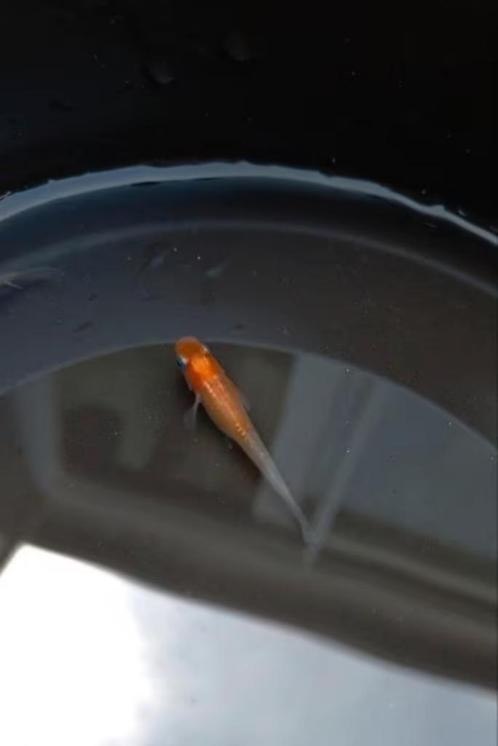 Kohakou Kirameki Medaka Eitjes (OOK ANDERE SOORTEN BESCHIKBA, Dieren en Toebehoren, Vissen | Aquariumvissen, Zoetwatervis, Vis