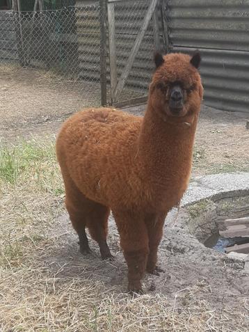alpaca's beschikbaar voor biedingen
