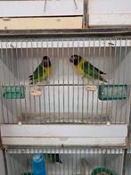 Paire de personnages aux couleurs sauvages, Plusieurs animaux, Perroquet nain ou Inséparable, Bagué