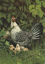 HENNETJE  MET  KUIKENS, Verzamelen, Postkaarten | Dieren, Verzenden, Gelopen, Vogel