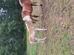 Haflinger hengst veulen, Hengst