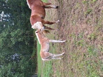 Haflinger hengst veulen beschikbaar voor biedingen