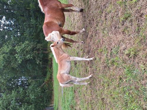 Haflinger hengst veulen, Dieren en Toebehoren, Paarden, Hengst