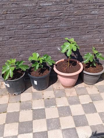 Vijgenplanten Ficus Carica. beschikbaar voor biedingen