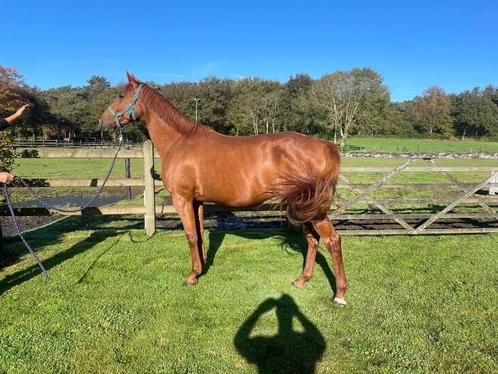 Lieve Draver merrie te koop, Animaux & Accessoires, Chevaux, Jument, Non dressé, 160 à 165 cm, 3 à 6 ans, Cheval de récréation