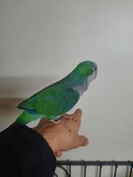 Conure souris, Domestique, Perroquet, Sexe inconnu