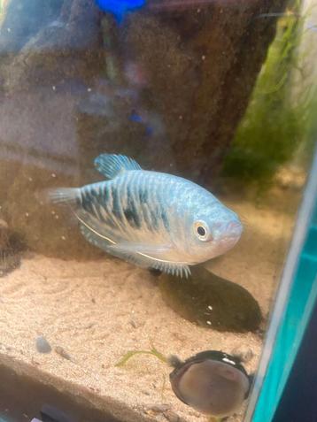 Blauwe goerami - Trichopodus trichopterus beschikbaar voor biedingen