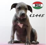 American Staffordshire Terrier pups in prachtig blauw, Dieren en Toebehoren, 15 weken tot 1 jaar, Handelaar, CDV (hondenziekte)