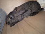 Infirmière lapin, Animaux & Accessoires, Lapins
