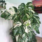 Monstera variegata stekken, Huis en Inrichting, Kamerplanten, Ophalen