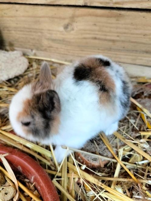 Dwergkonijntjes, Dieren en Toebehoren, Konijnen, Dwerg, Mannelijk, 0 tot 2 jaar