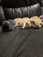 Hangoor konijntjes, Dieren en Toebehoren, Konijnen, Meerdere dieren, Middelgroot, Hangoor, 0 tot 2 jaar