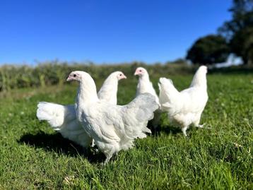 Jonge tamme Australorp groot wit kippen gesekst en ingeënt