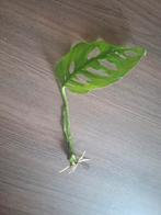 Monstrea monky leaf en siernetel stekjes te ruil/ te koop, Ophalen