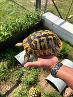 Hermann Boettgeri-schildpad, Dieren en Toebehoren, Reptielen en Amfibieën, Schildpad