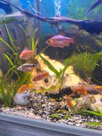 Prachtbarbeel 2€ stuk zie beschrijving, Dieren en Toebehoren