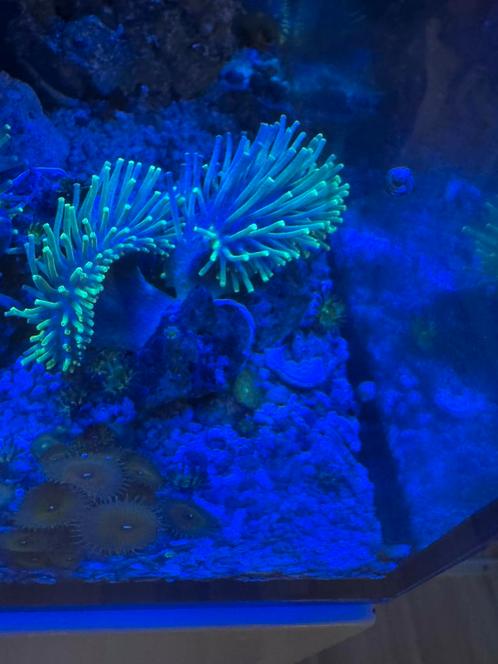 Groenen sarcophyton paddestoel, Dieren en Toebehoren, Vissen | Aquariumvissen