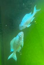 Ophthalmotilapia Ventralis Tanganyika meer, Vis, Zoetwatervis, Schoolvis